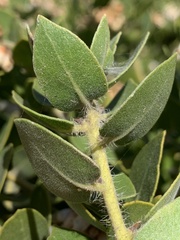 Arctostaphylos viridissima