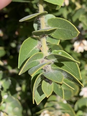 Arctostaphylos viridissima