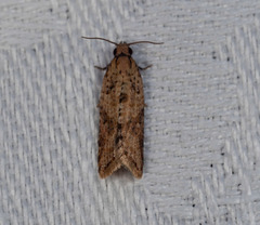 Epitymbia eudrosa