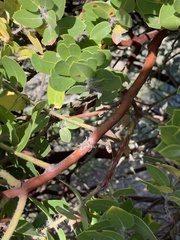 Arctostaphylos viridissima