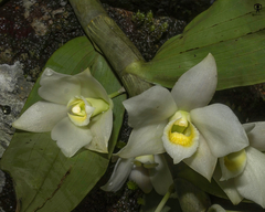 Dendrobium aqueum