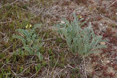 Astragalus lentiginosus nigricalycis