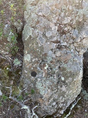 Montanelia tominii