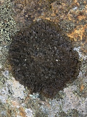 Montanelia tominii