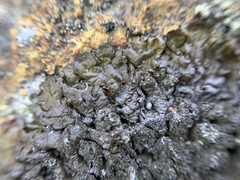 Montanelia tominii