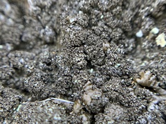 Montanelia tominii