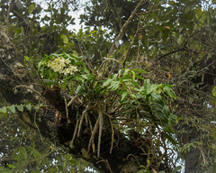 Dendrobium aqueum