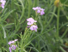 Cakile maritima baltica