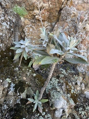 Hazardia detonsa