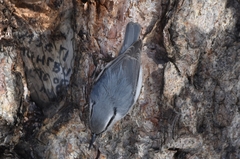 Sitta europaea albifrons