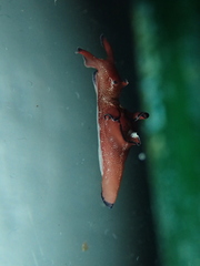 Aplysia punctata image