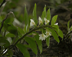 Dendrobium aqueum