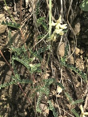 Astragalus strigulosus