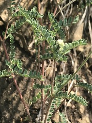 Astragalus strigulosus