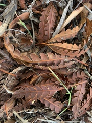 Lyonothamnus floribundus