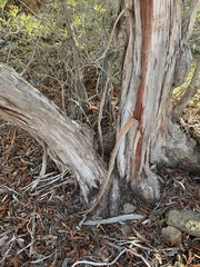 Lyonothamnus floribundus