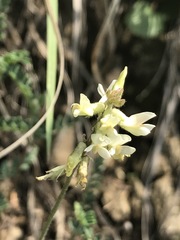 Astragalus strigulosus