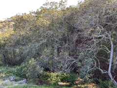 Lyonothamnus floribundus