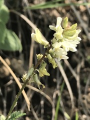 Astragalus strigulosus