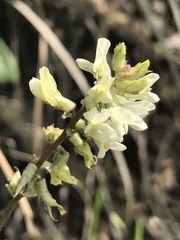 Astragalus strigulosus
