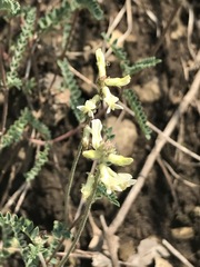 Astragalus strigulosus
