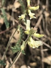 Astragalus strigulosus