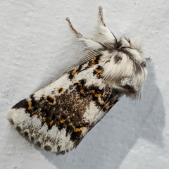 Aglaosoma periblepta