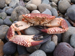 Danielethus patagonicus