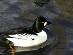 Bucephala clangula