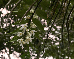 Dendrobium aqueum