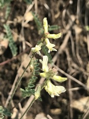 Astragalus strigulosus