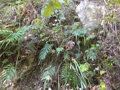 Blechnum novae-zelandiae
