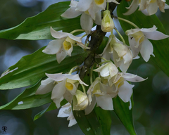Dendrobium aqueum