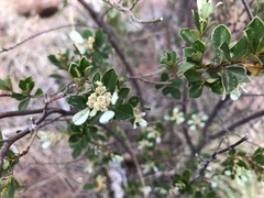 Spyridium spathulatum