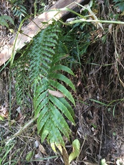 Blechnum novae-zelandiae