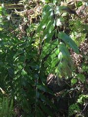 Asplenium oblongifolium