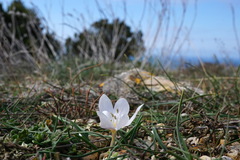 Colchicum triphyllum
