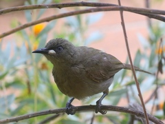 Stomiopera unicolor