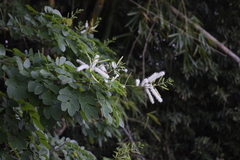 Mimosa caesalpiniifolia