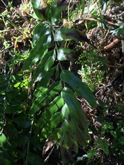 Asplenium oblongifolium