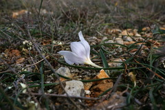 Colchicum triphyllum