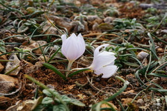 Colchicum triphyllum