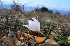Colchicum triphyllum