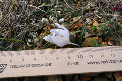 Colchicum triphyllum