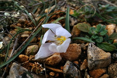 Colchicum triphyllum