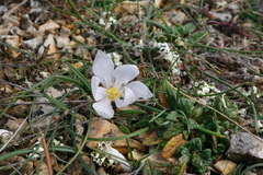 Colchicum triphyllum