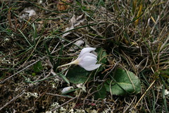 Colchicum triphyllum