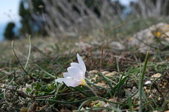 Colchicum triphyllum