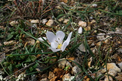 Colchicum triphyllum