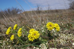 Alyssum calycocarpum